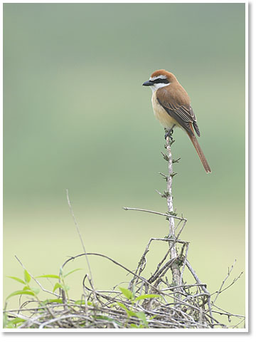 �A�I�W